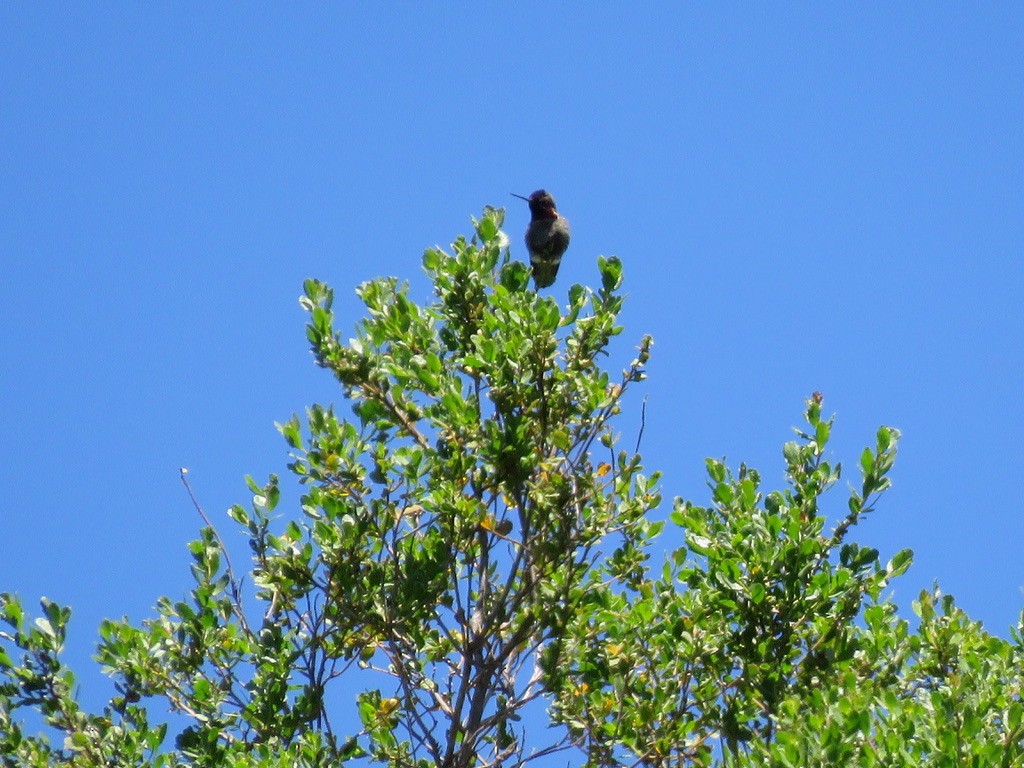 Anna's Hummingbird - ML227737881