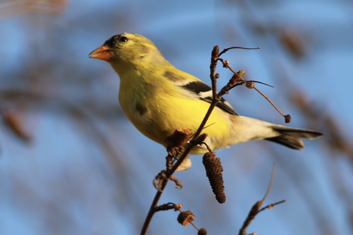 American Goldfinch - Jeff Kunitzer