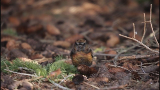 Ak Kanatlı Çaprazgaga (leucoptera) - ML227738201