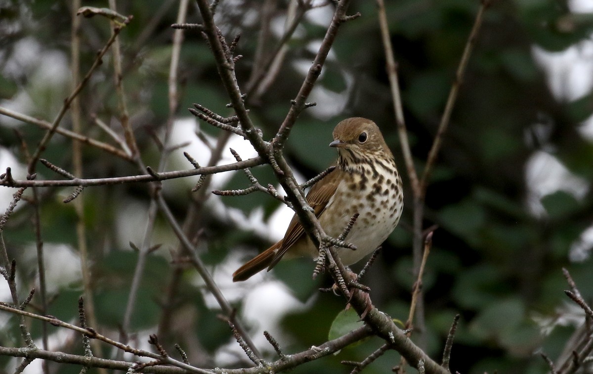 Hermit Thrush (faxoni/crymophilus) - Jay McGowan