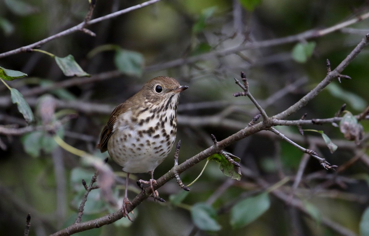 Hermit Thrush (faxoni/crymophilus) - Jay McGowan