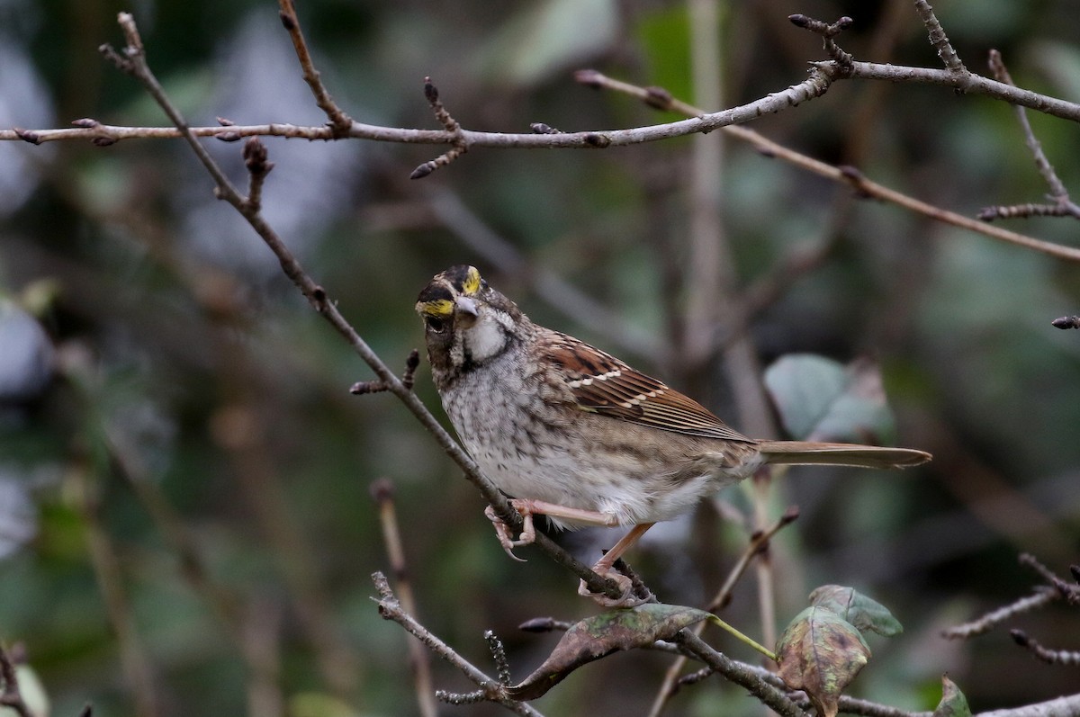 White-throated Sparrow - Jay McGowan