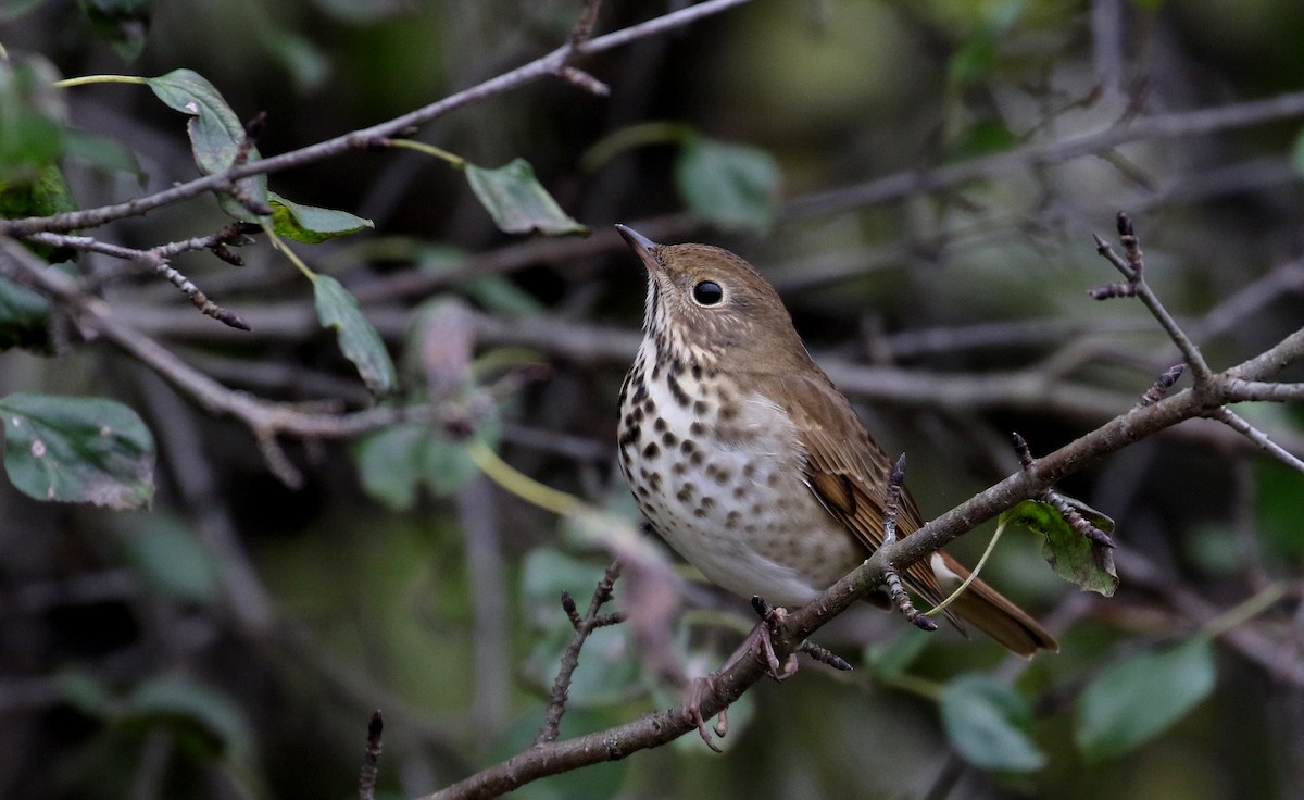 Hermit Thrush (faxoni/crymophilus) - Jay McGowan