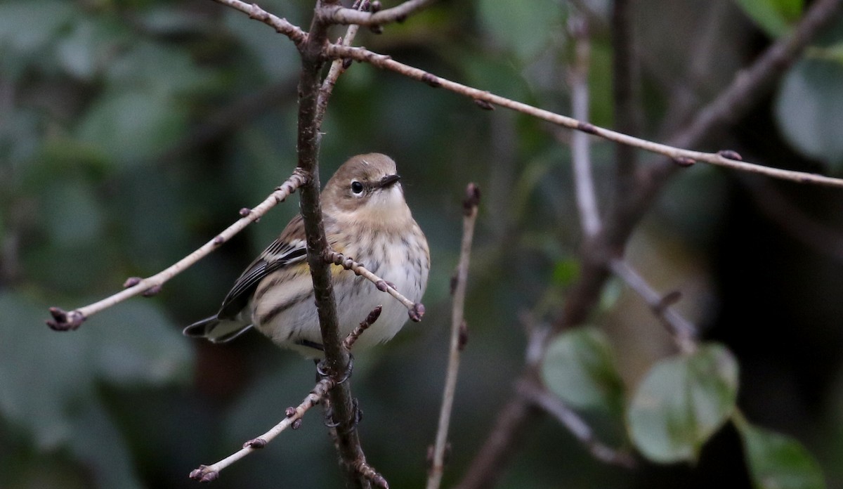 Yellow-rumped Warbler (Myrtle) - Jay McGowan