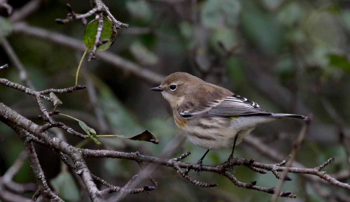 Yellow-rumped Warbler (Myrtle) - Jay McGowan