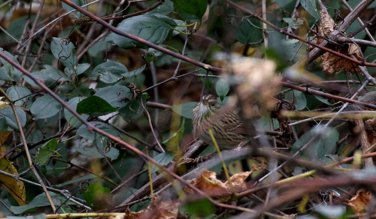 Lincoln's Sparrow - Jay McGowan