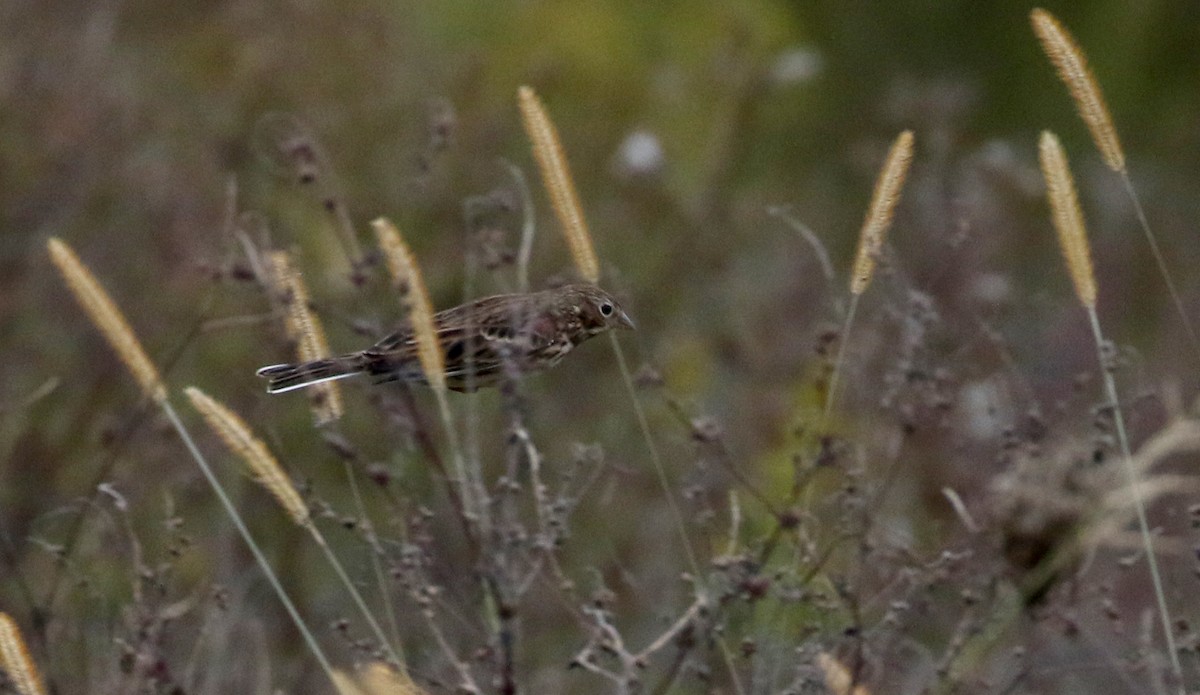 Vesper Sparrow - Jay McGowan