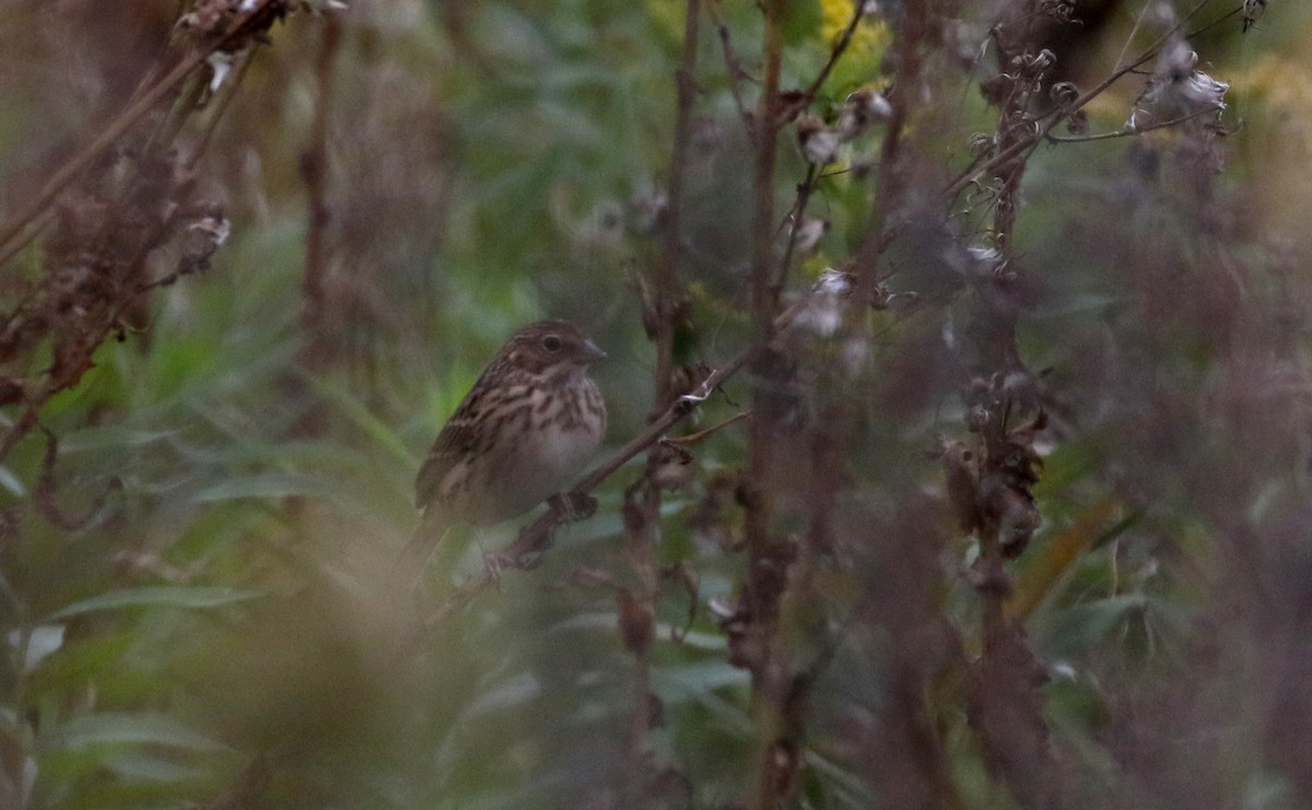 Vesper Sparrow - Jay McGowan