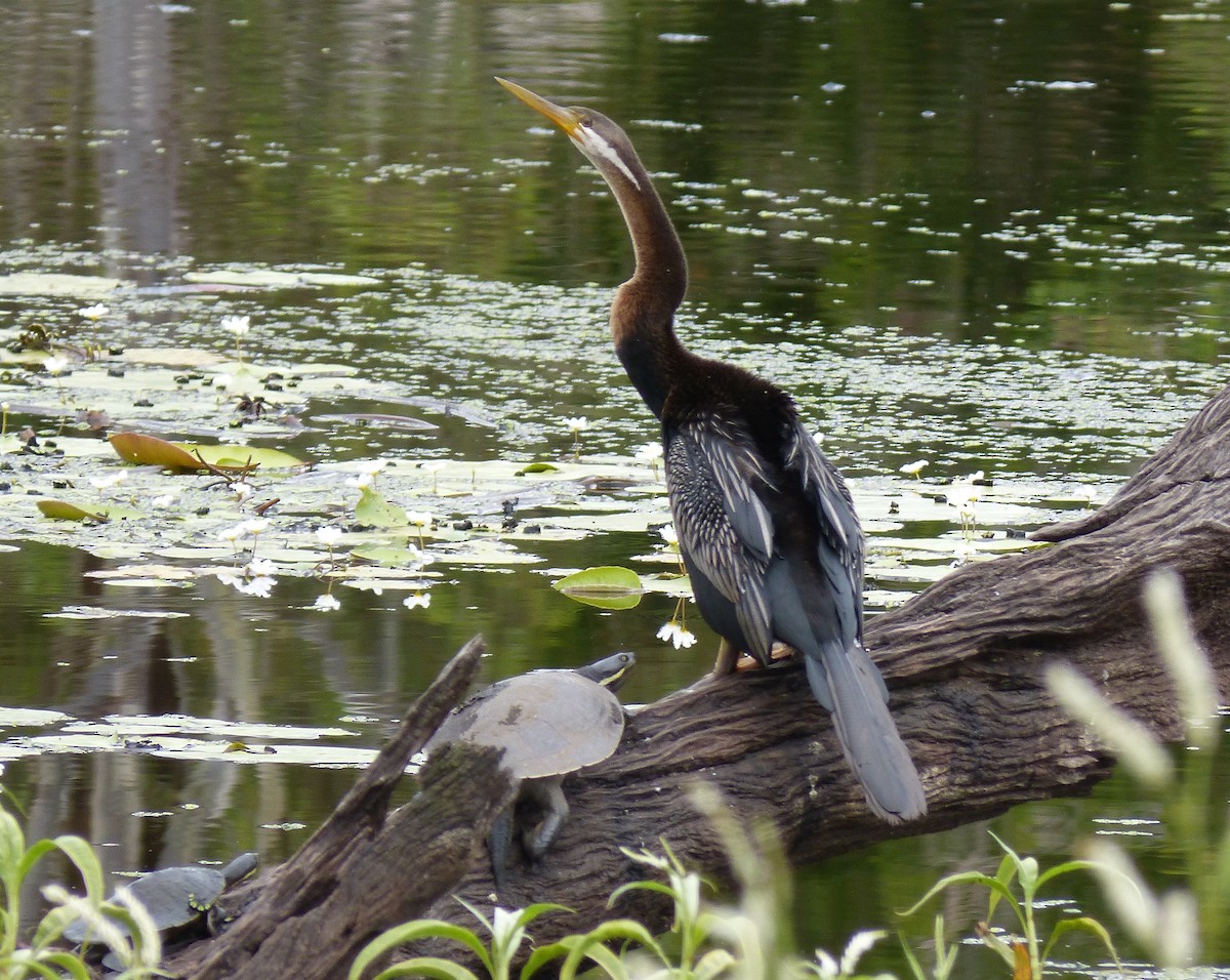 Australasian Darter - ML22774081