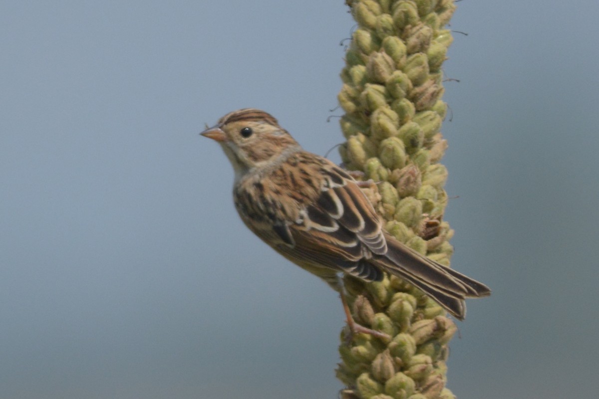 Clay-colored Sparrow - ML22774101