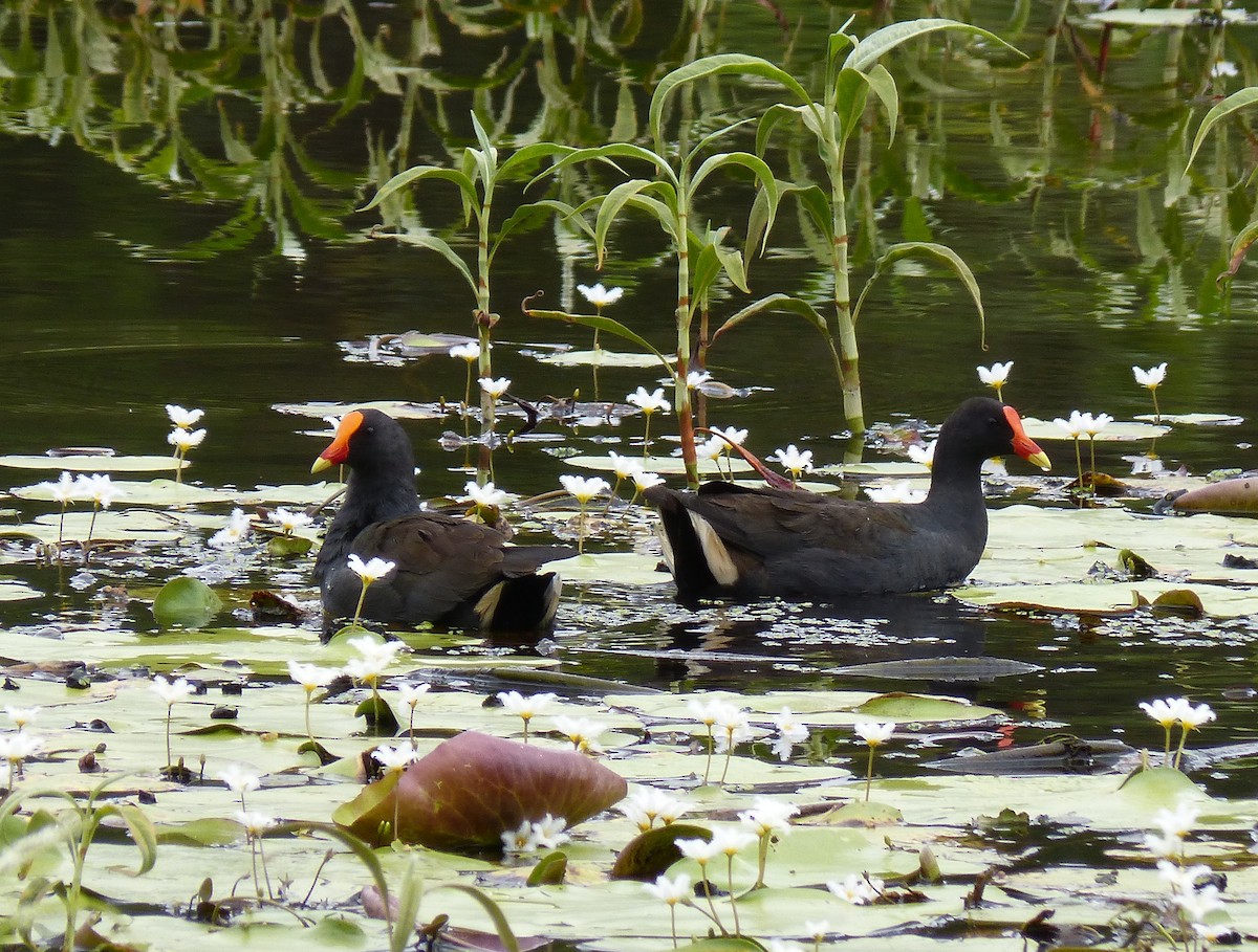 Dusky Moorhen - Sandra Gallienne