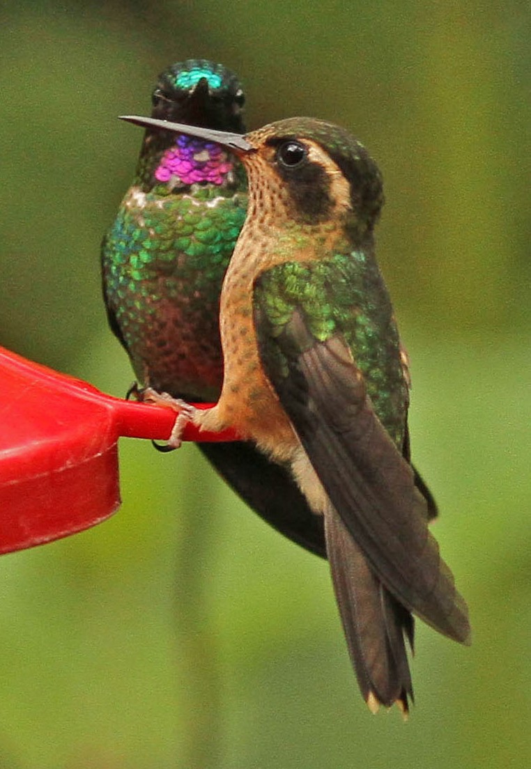 Speckled Hummingbird - ML227741591