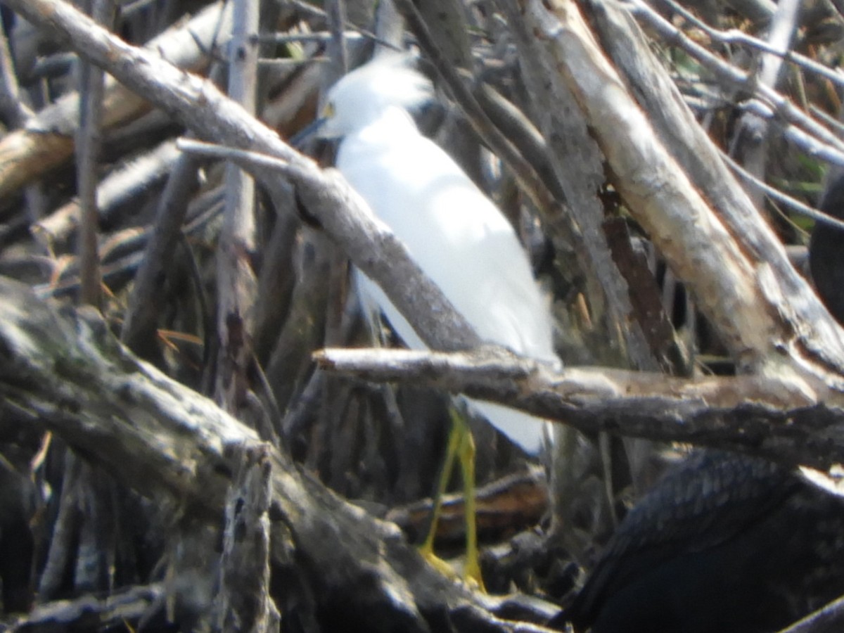 Snowy Egret - ML227741751