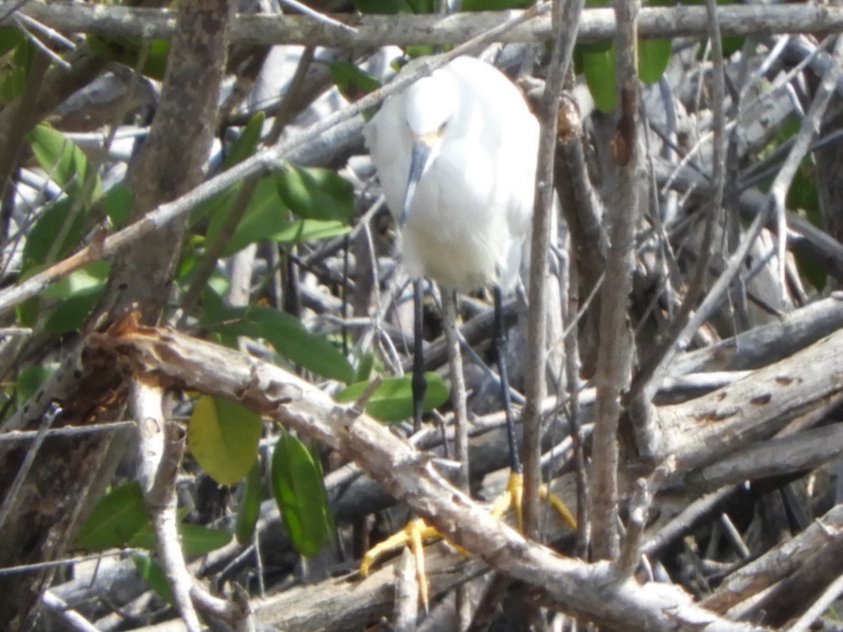 Snowy Egret - ML227741771