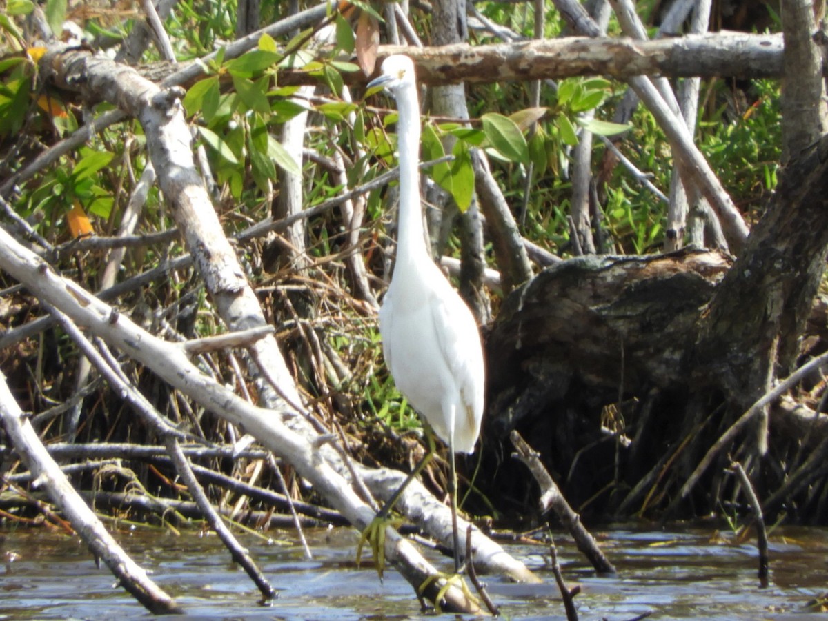 Snowy Egret - ML227741781