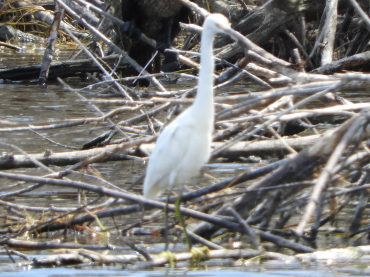 Snowy Egret - ML227741791