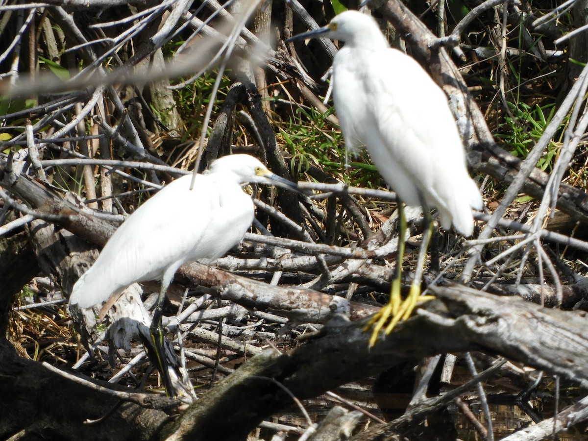 Snowy Egret - ML227741801