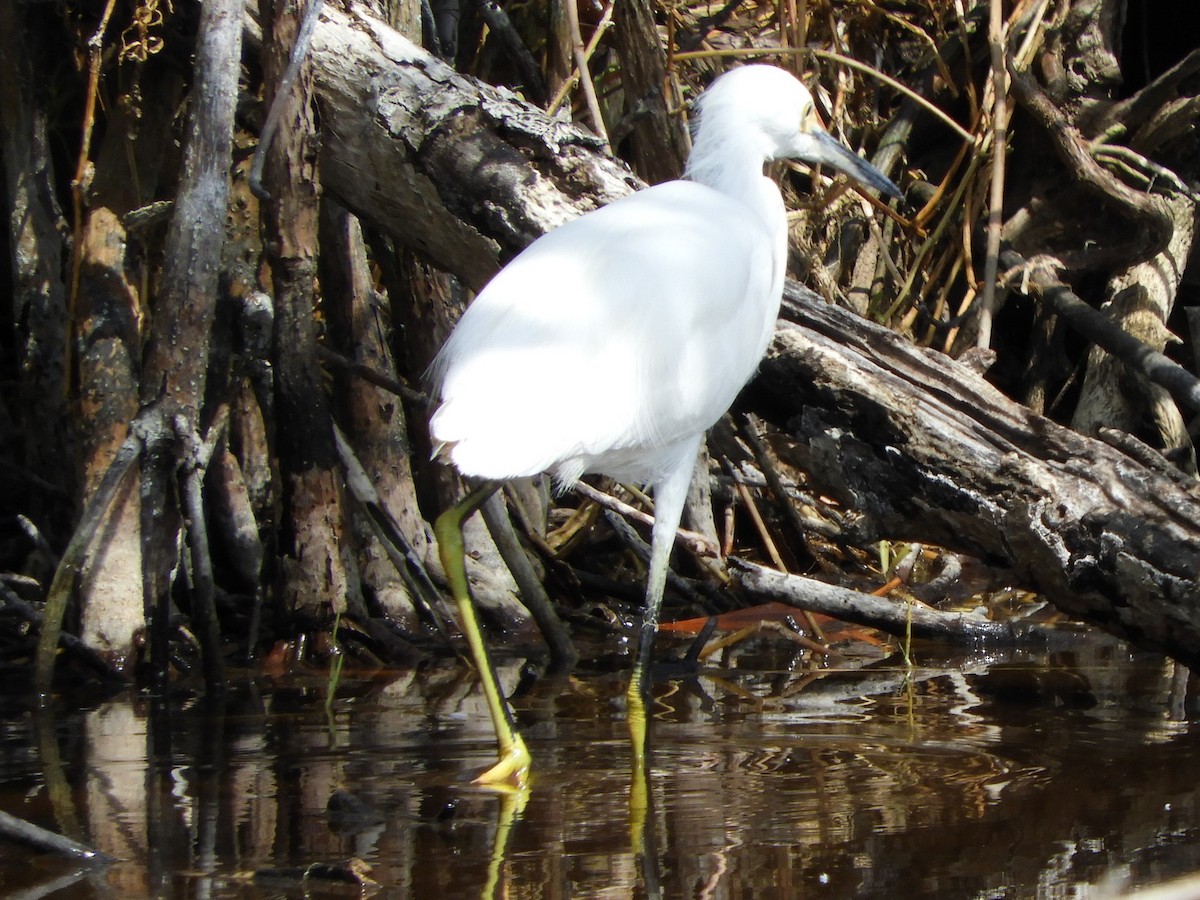 Aigrette neigeuse - ML227741811