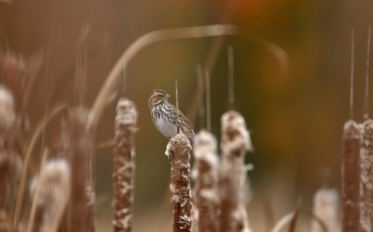 Savannah Sparrow (Savannah) - Jay McGowan