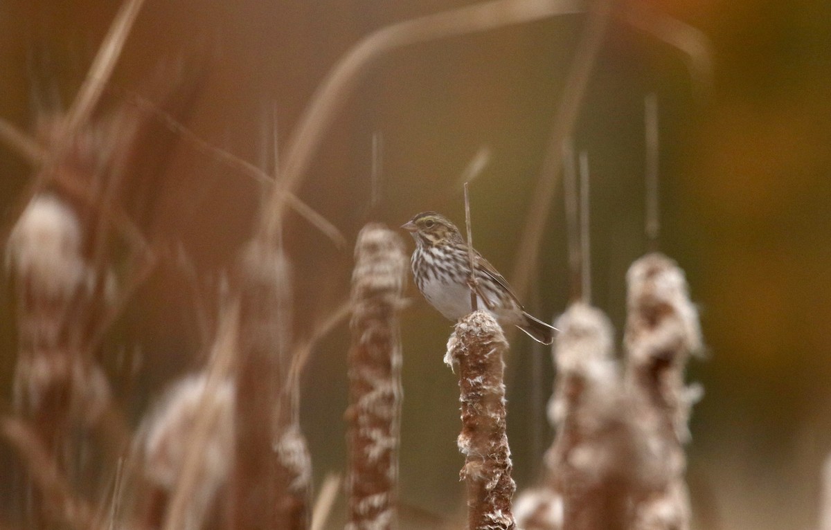 Savannah Sparrow (Savannah) - Jay McGowan