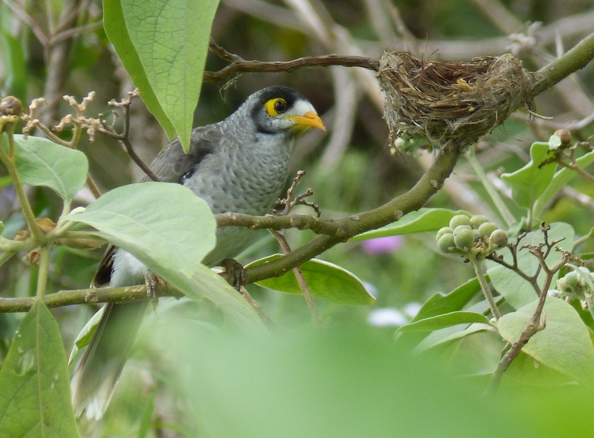 Noisy Miner - ML22774201