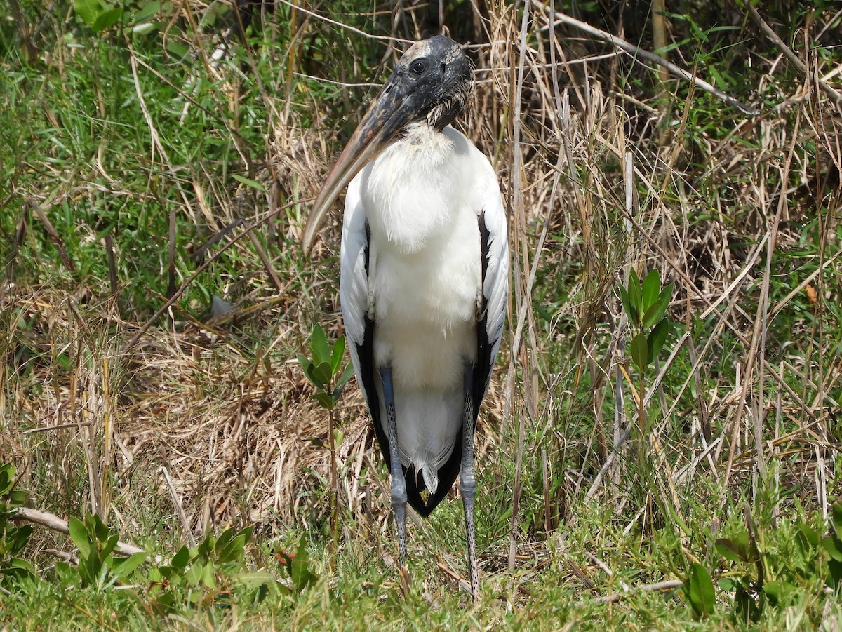 Wood Stork - ML227742151