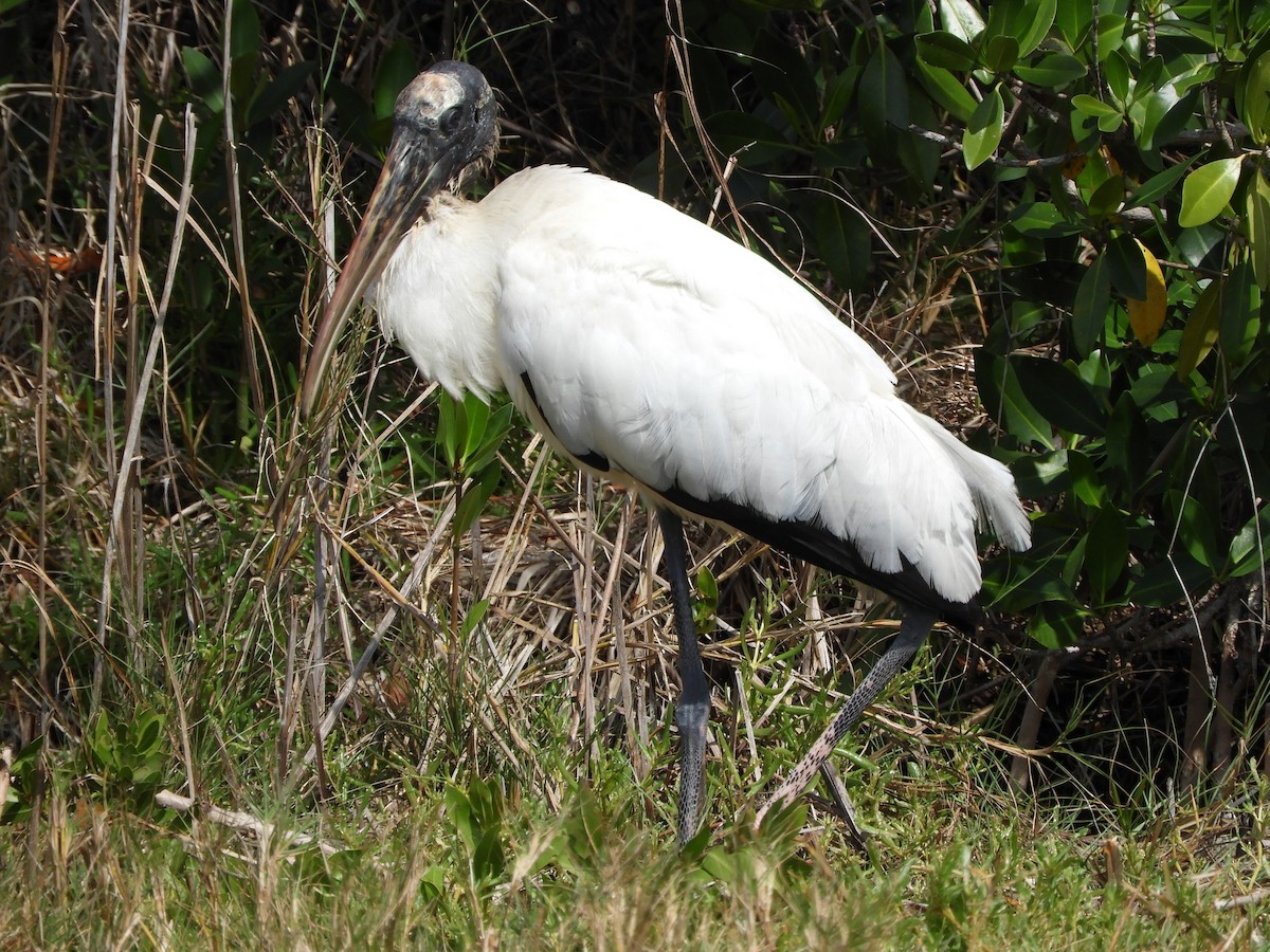 Wood Stork - ML227742191