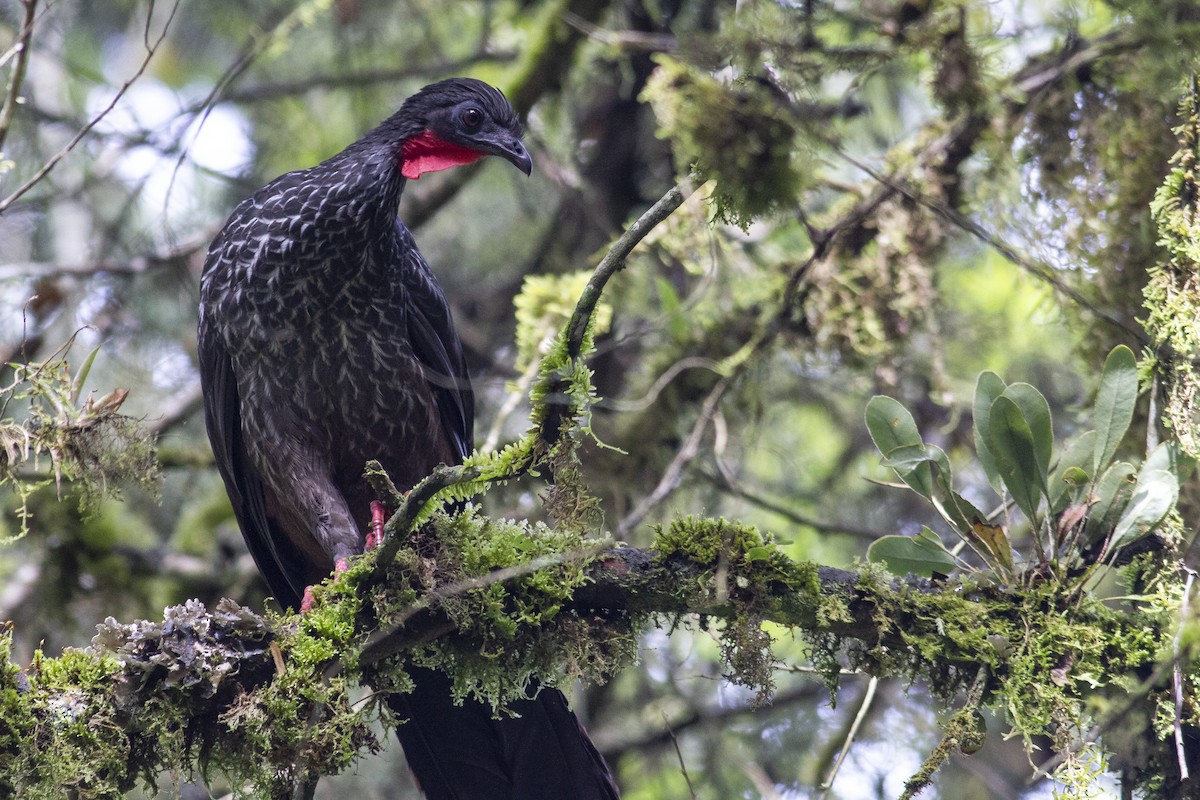 Cauca Guan - ML227742251