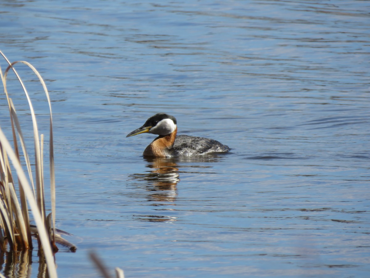 Red-necked Grebe - Heinrich De Jongh