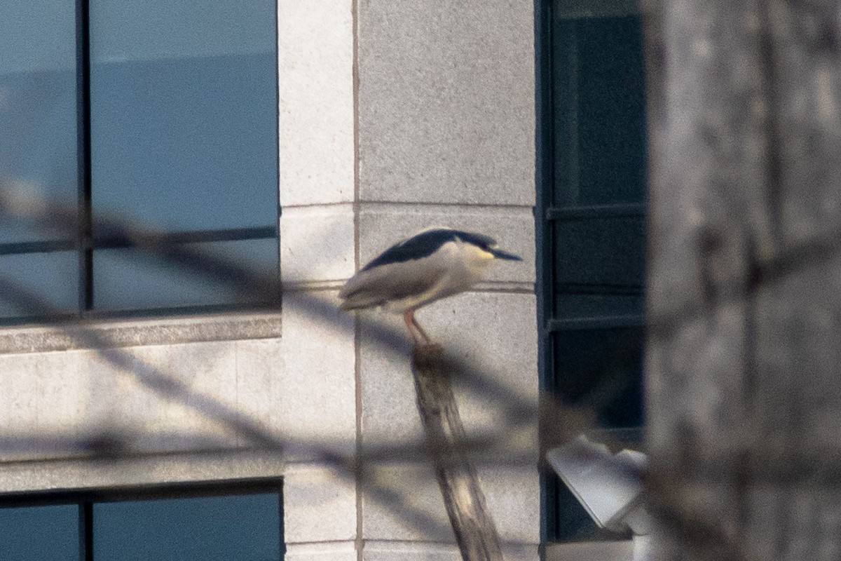 Black-crowned Night Heron - ML227744121