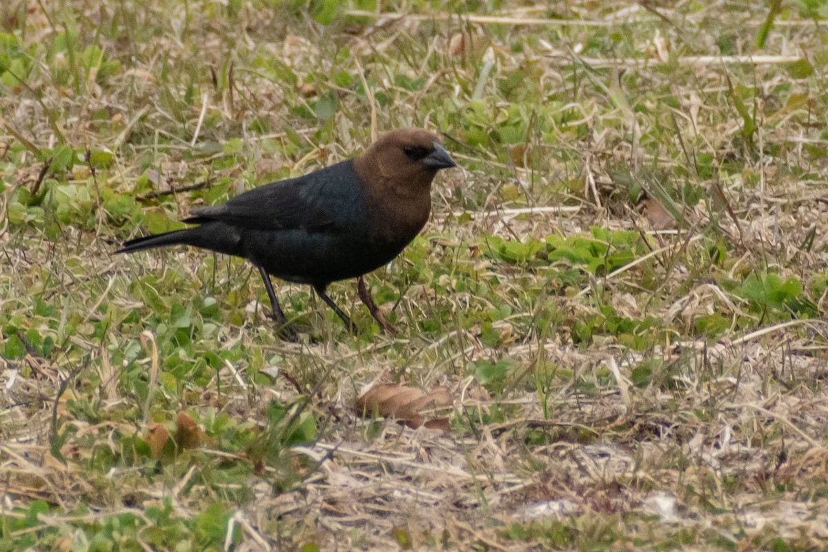 Brown-headed Cowbird - ML227744321