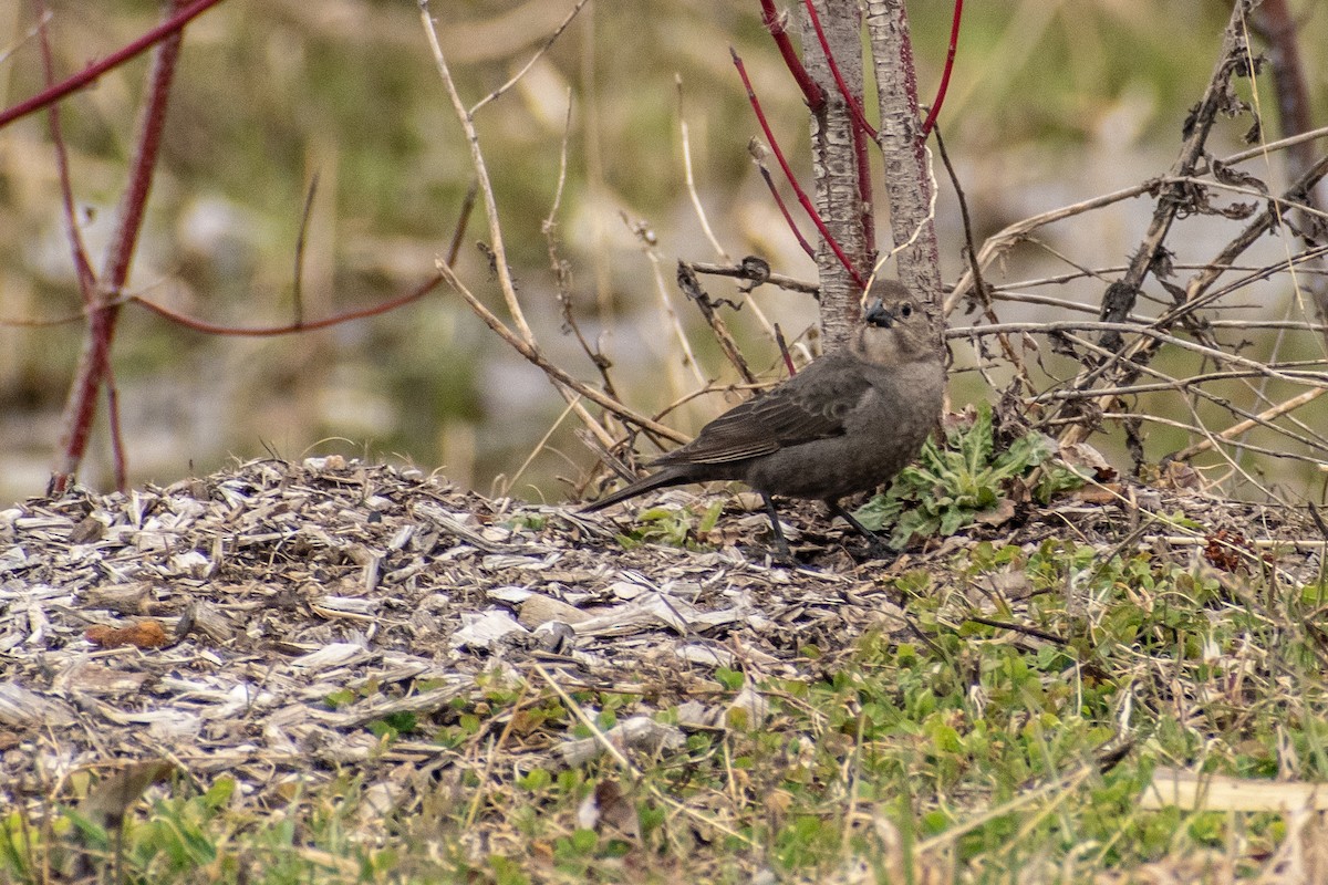 Brown-headed Cowbird - ML227744331