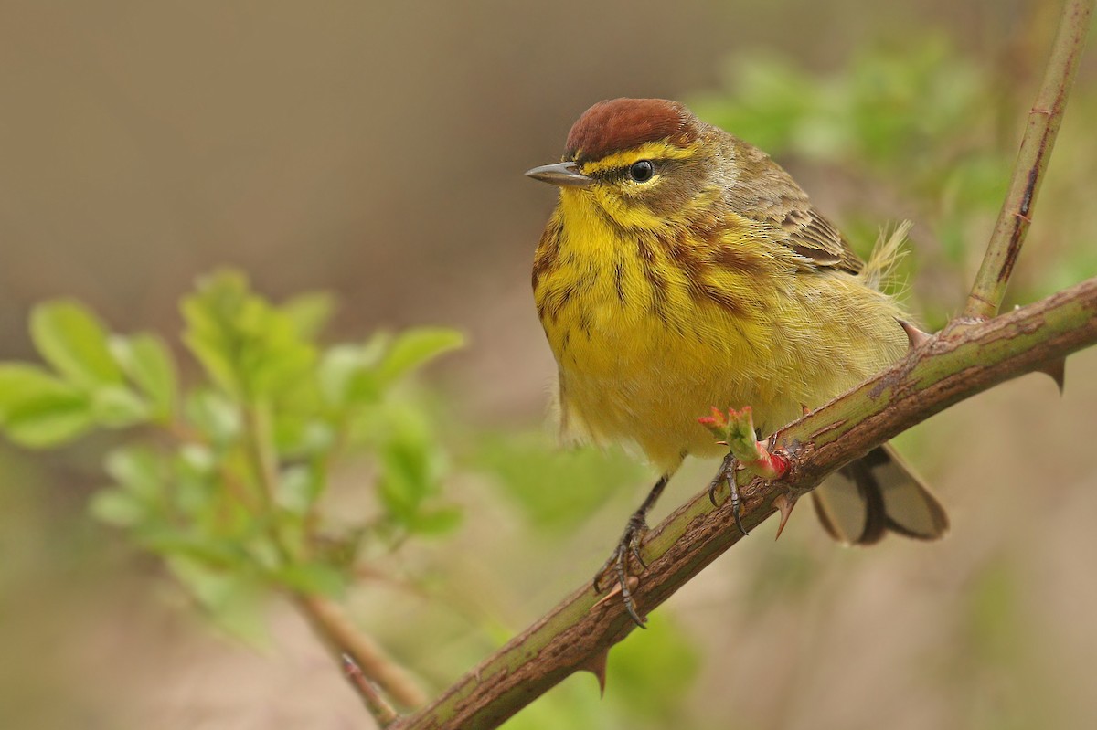 Palm Warbler - Ryan Schain