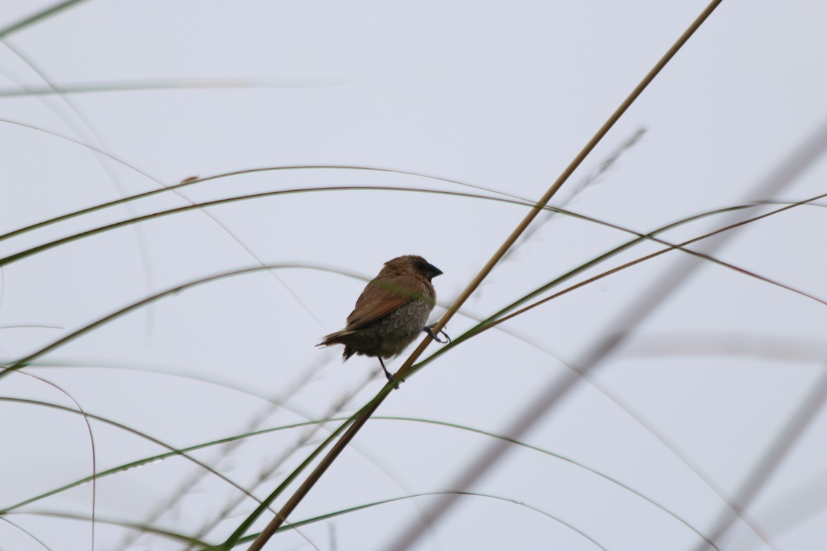 Scaly-breasted Munia - ML22774481