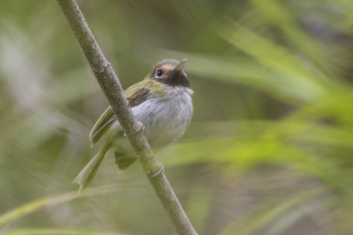 Black-throated Tody-Tyrant - Jacob Drucker