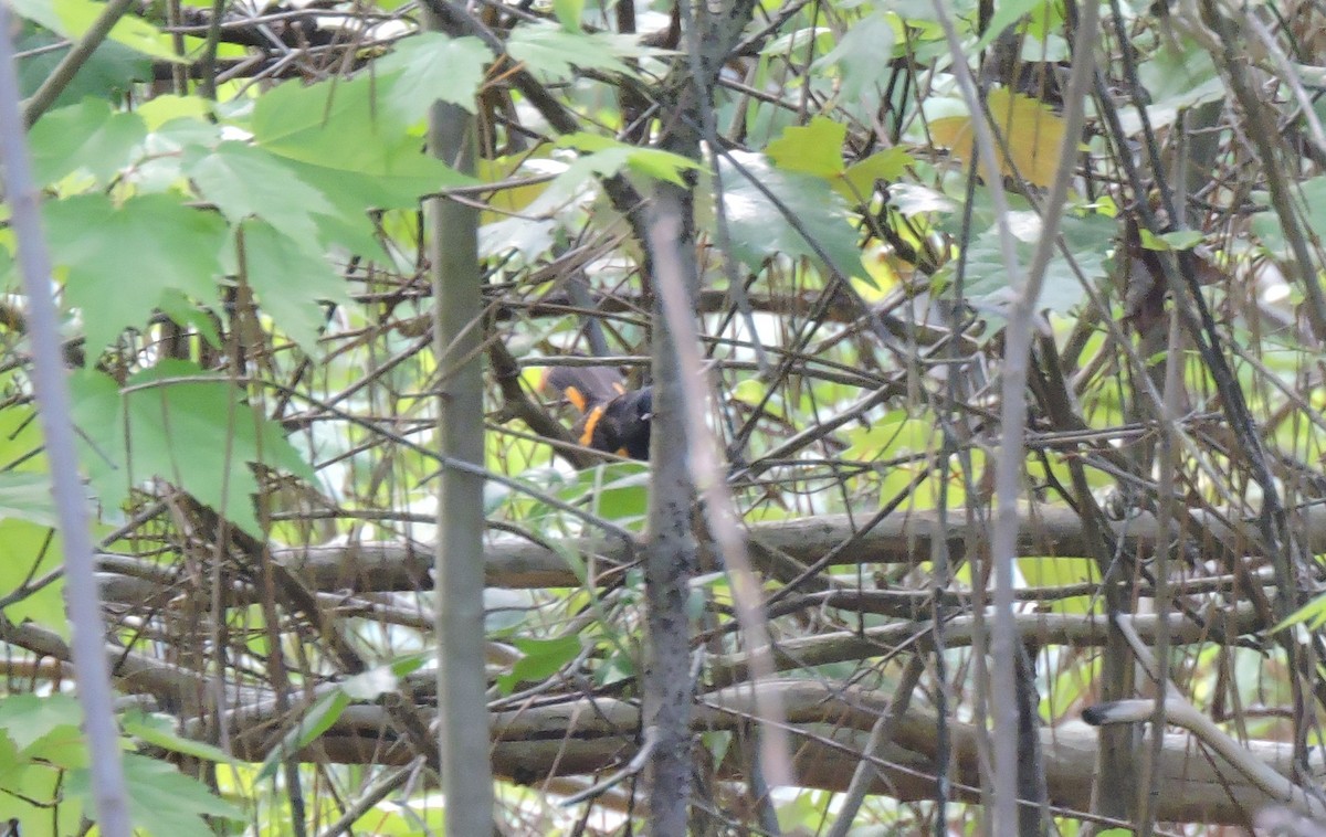 American Redstart - ML227745481