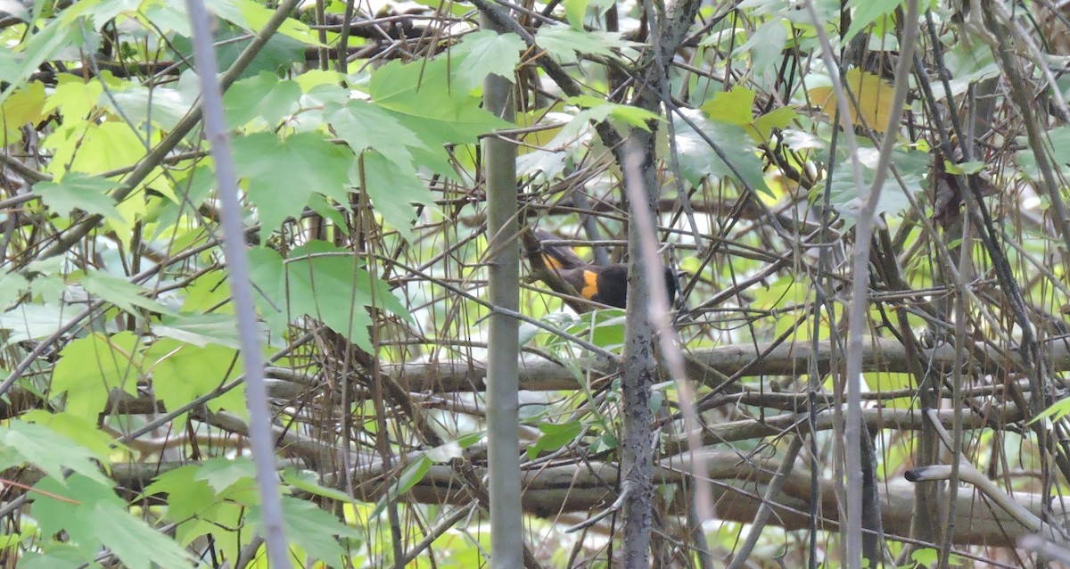 American Redstart - ML227745491