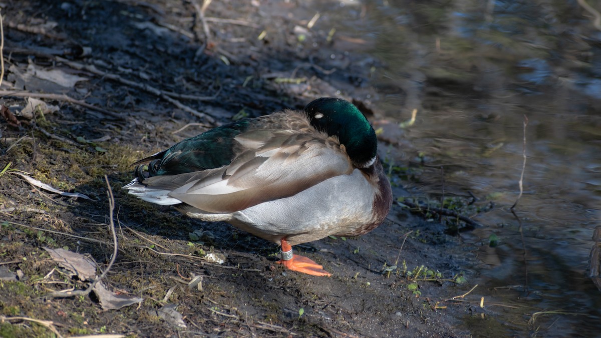 Mallard - ML227745501