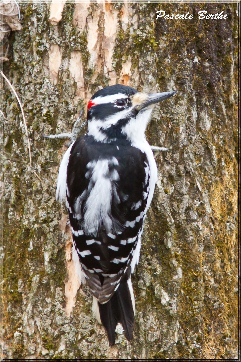 Hairy Woodpecker - Pascale Berthe