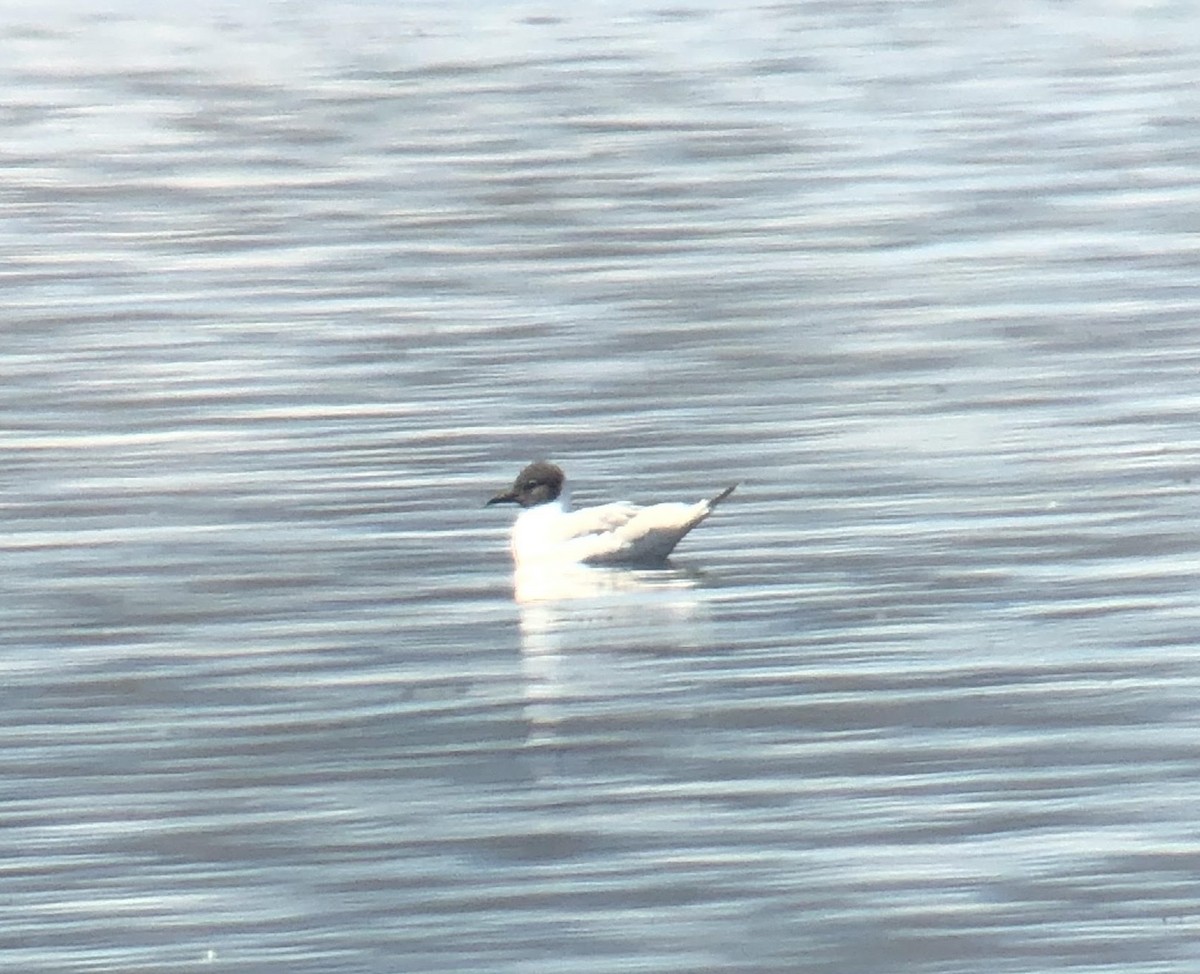 Mouette de Bonaparte - ML227746391