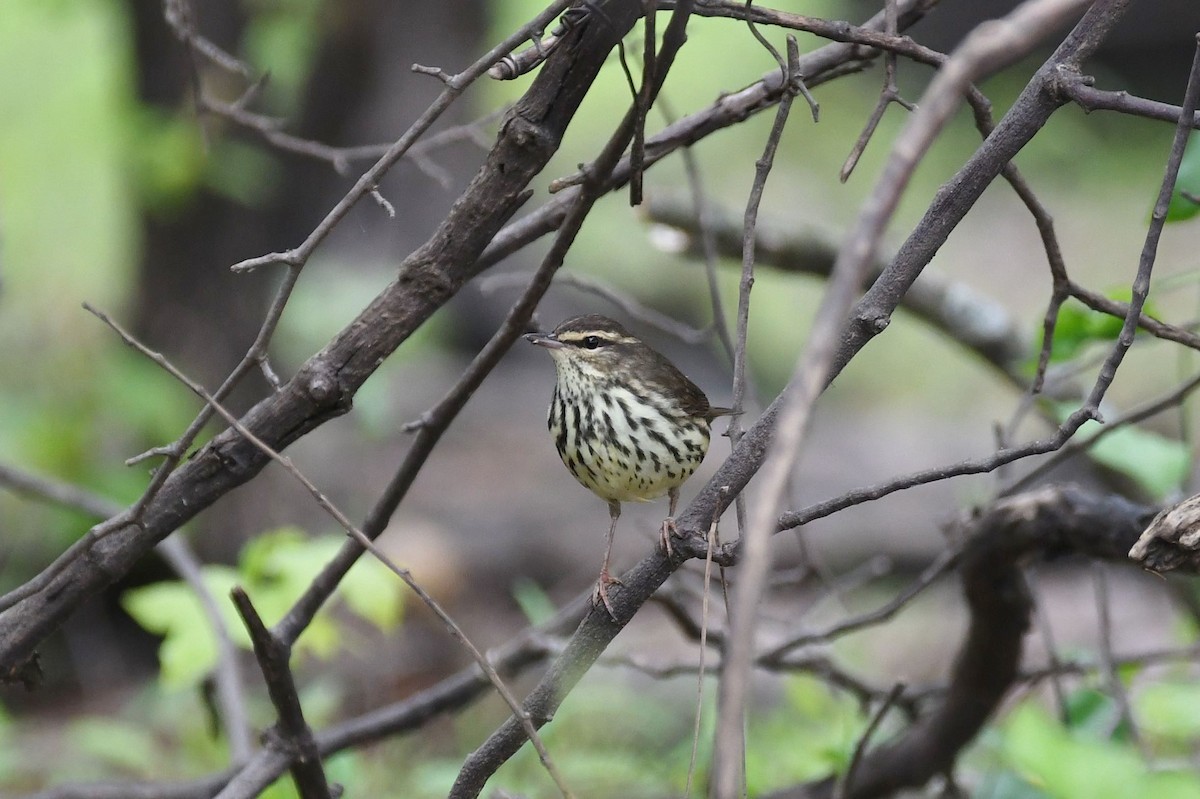 Northern Waterthrush - ML227746811