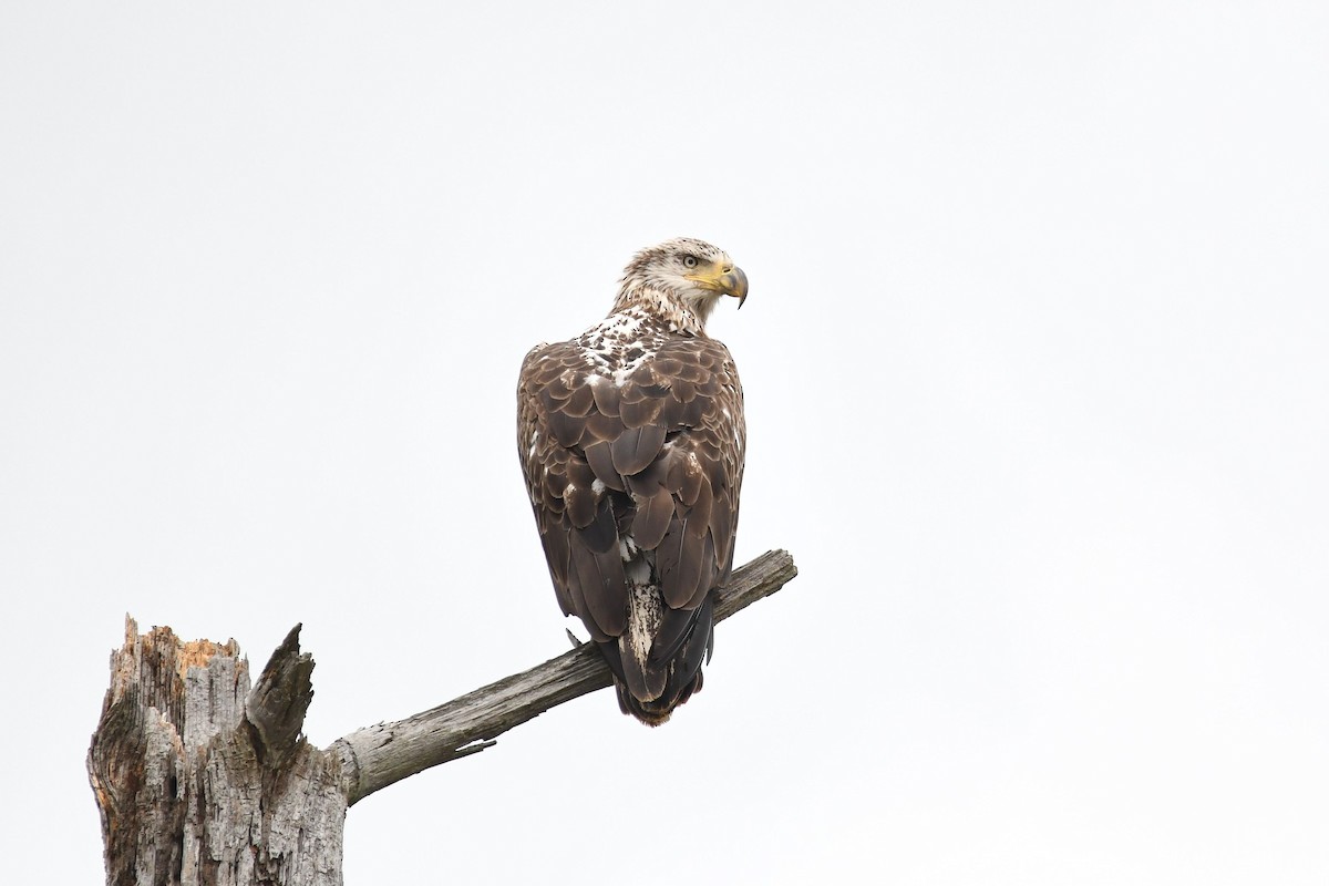 Bald Eagle - ML227747251