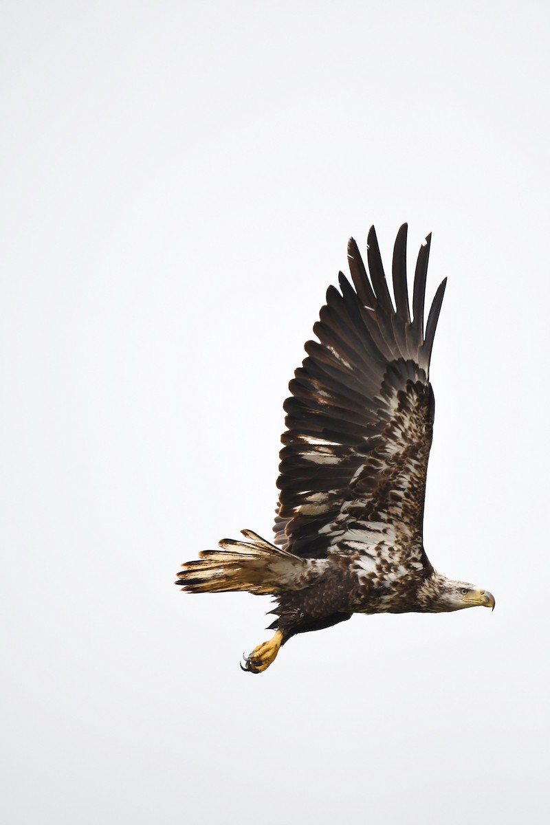 Bald Eagle - ML227747271