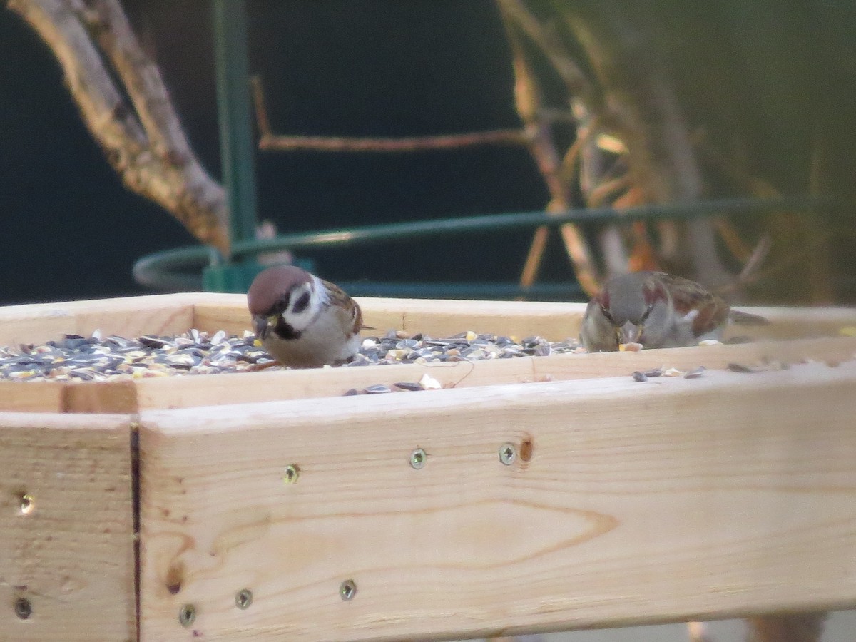 Eurasian Tree Sparrow - bernie kester