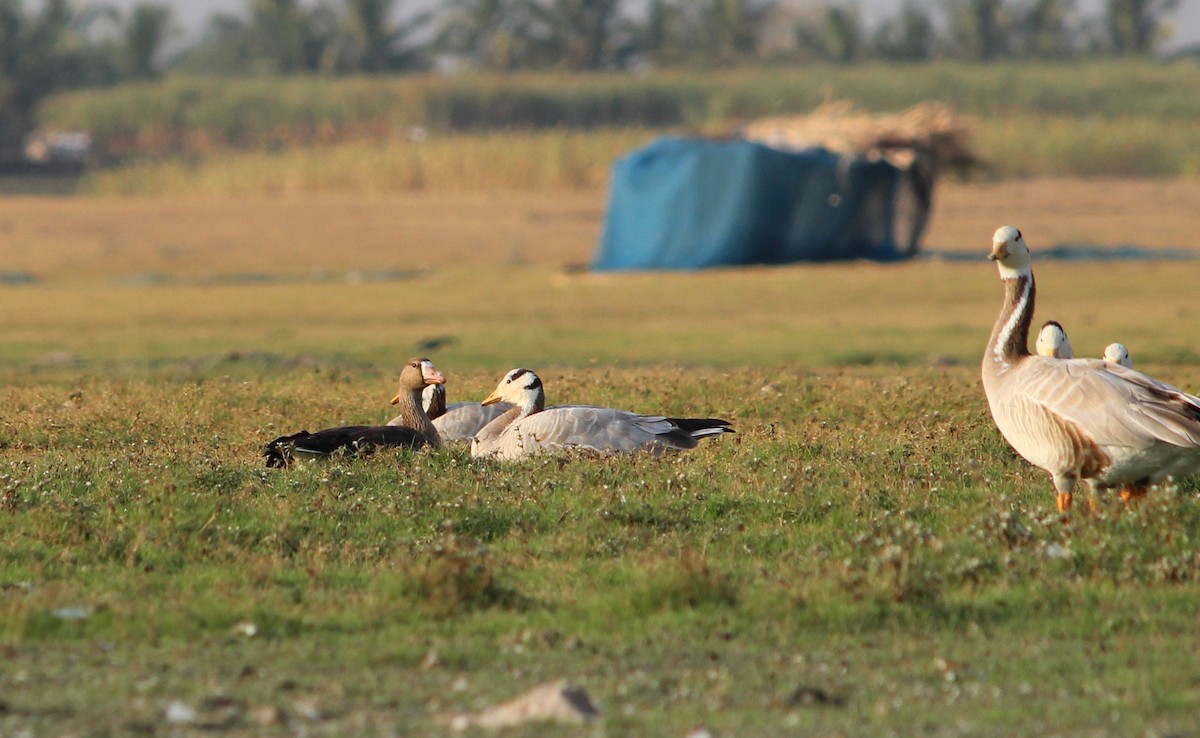 Greater White-fronted Goose - ML22774821