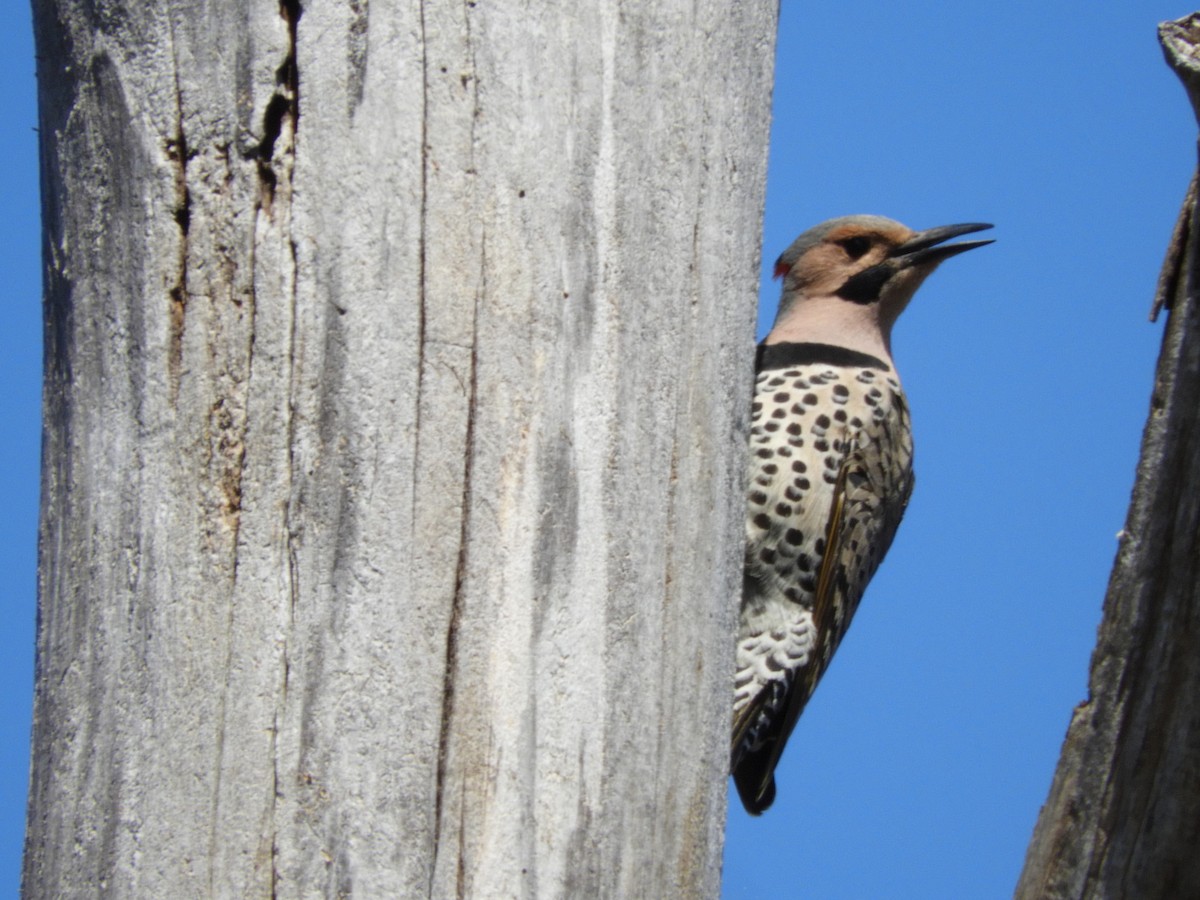 Northern Flicker - ML227748351