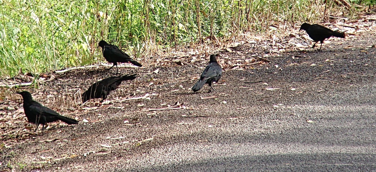 White-winged Chough - ML227749141