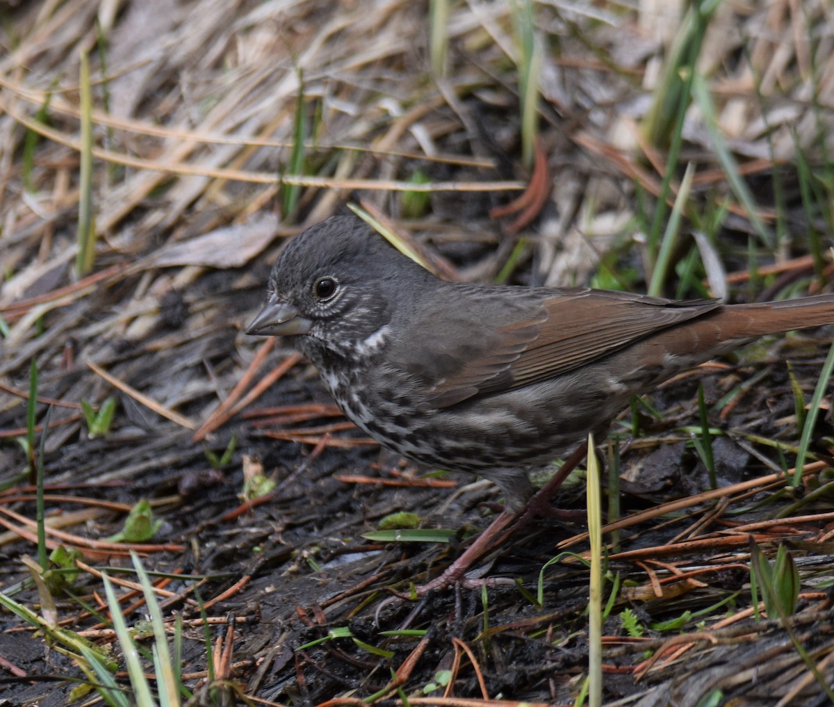 Fox Sparrow (Thick-billed) - Ethan Monk