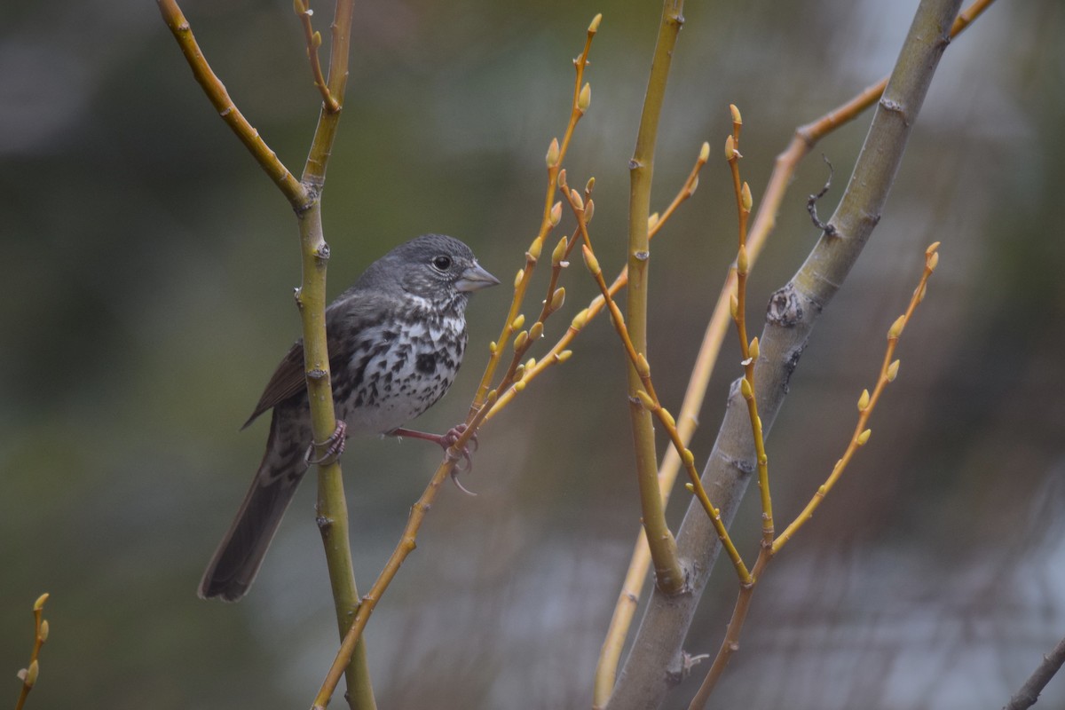 Fox Sparrow (Thick-billed) - ML227749611