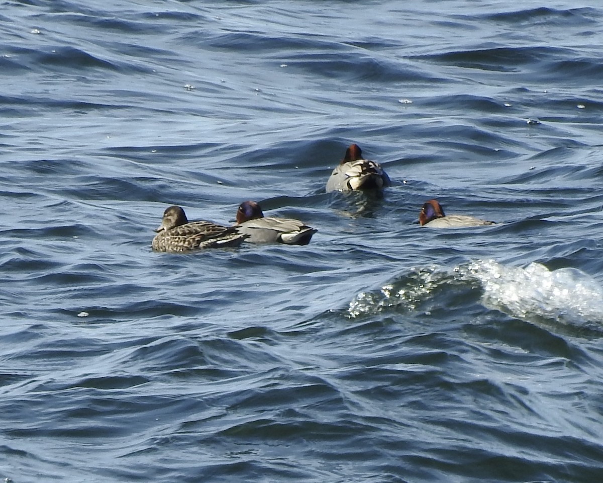 Green-winged Teal - ML227749731